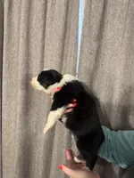 processed/185eab4d-b87b-4e27-9044-636af40995cb/listing/9cbba187-cba7-474c-b7aa-f0c5fcd62102/da1e13c3-b3e2-4d4d-9f19-53c9daee97aa