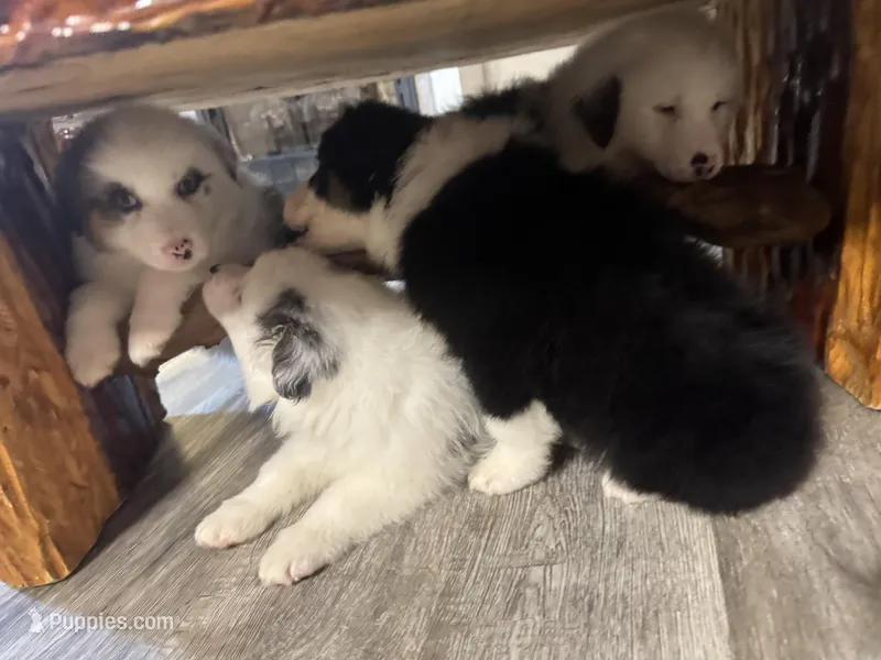 Daniel’s  – Australian Shepherd puppy for sale in London, KY