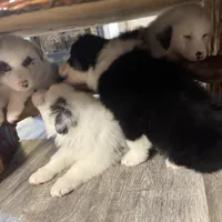 Daniel’s , a male Australian Shepherd for sale in London, KY – Photo 1 of 8