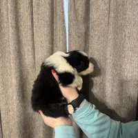 Daniel’s , a male Australian Shepherd for sale in London, KY – Photo 6 of 8