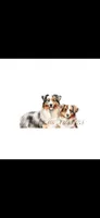 2026 Litter , a  Australian Shepherd for sale in London, KY – 2 of 2
