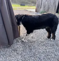 AKC female , a female Australian Shepherd for sale in London, KY – Photo 4 of 5