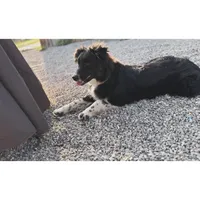 AKC female , a female Australian Shepherd for sale in London, KY – Photo 2 of 5