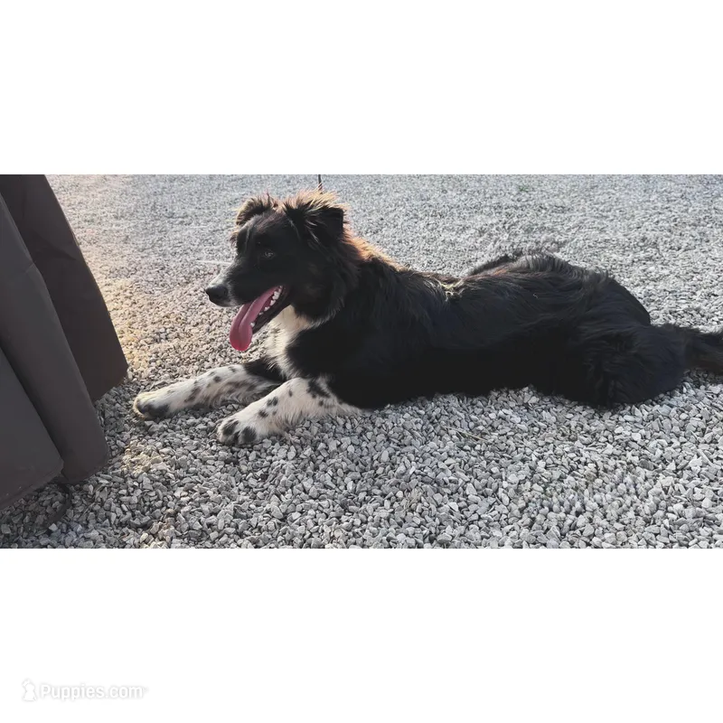 AKC female  – Australian Shepherd puppy for sale in London, KY