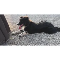 AKC female , a female Australian Shepherd for sale in London, KY – Photo 1 of 5