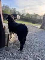 AKC female , a female Australian Shepherd for sale in London, KY – Photo 3 of 5