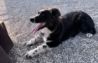 AKC female , a female Australian Shepherd for sale in London, KY – Photo 5 of 5