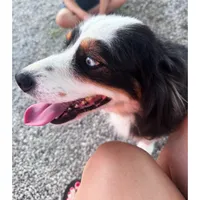 Salem , a female Australian Shepherd for sale in London, KY – 4 of 7