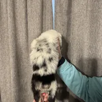 Rigs, a male Australian Shepherd for sale in London, KY – Photo 4 of 6