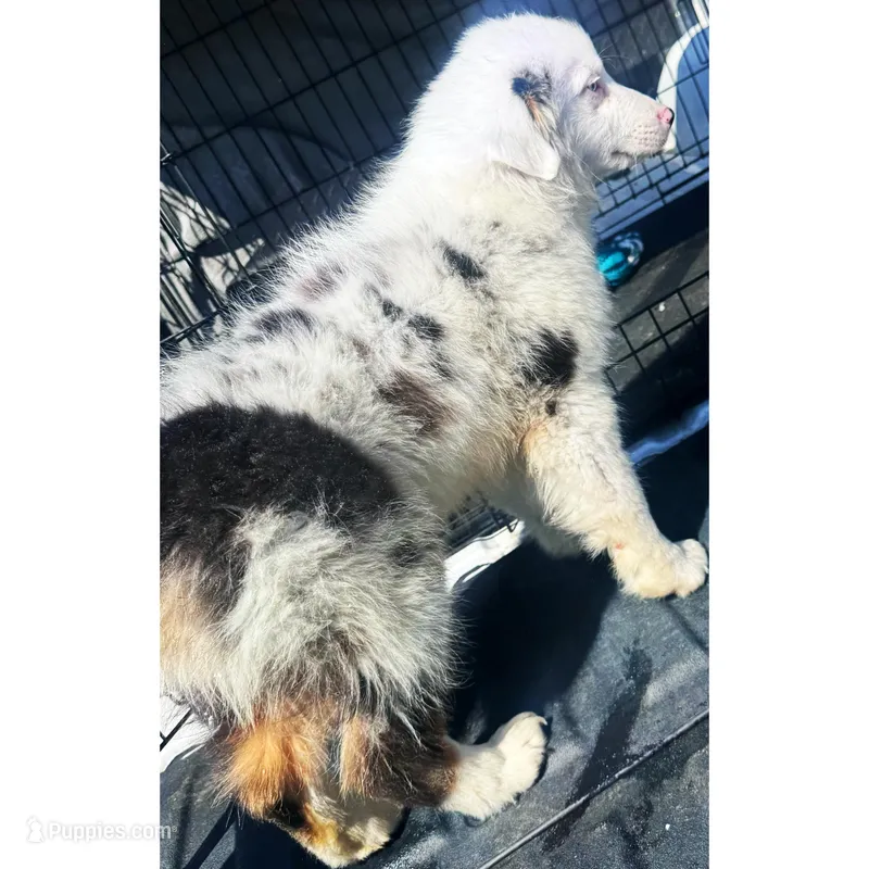 Rigs – Australian Shepherd puppy for sale in London, KY