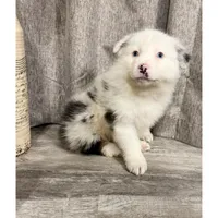 Rigs, a male Australian Shepherd for sale in London, KY – Photo 3 of 6