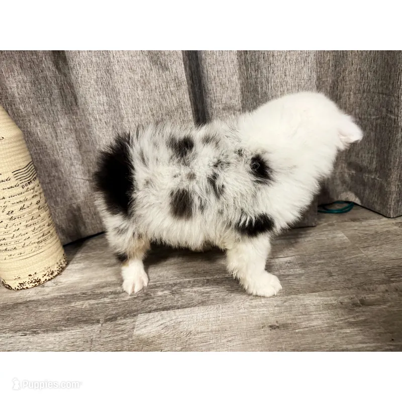 Rigs – Australian Shepherd puppy for sale in London, KY