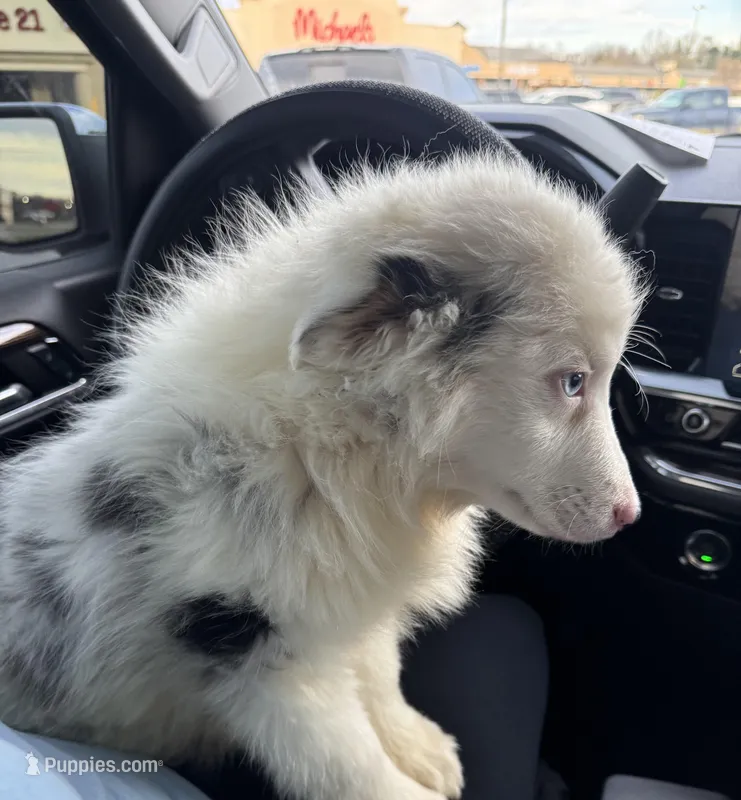 Rigs – Australian Shepherd puppy for sale in London, KY