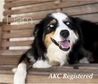 AKC Valentines litter, a male Australian Shepherd for sale in London, KY – Photo 2 of 5