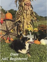 AKC Valentines litter, a male Australian Shepherd for sale in London, KY – Photo 5 of 5