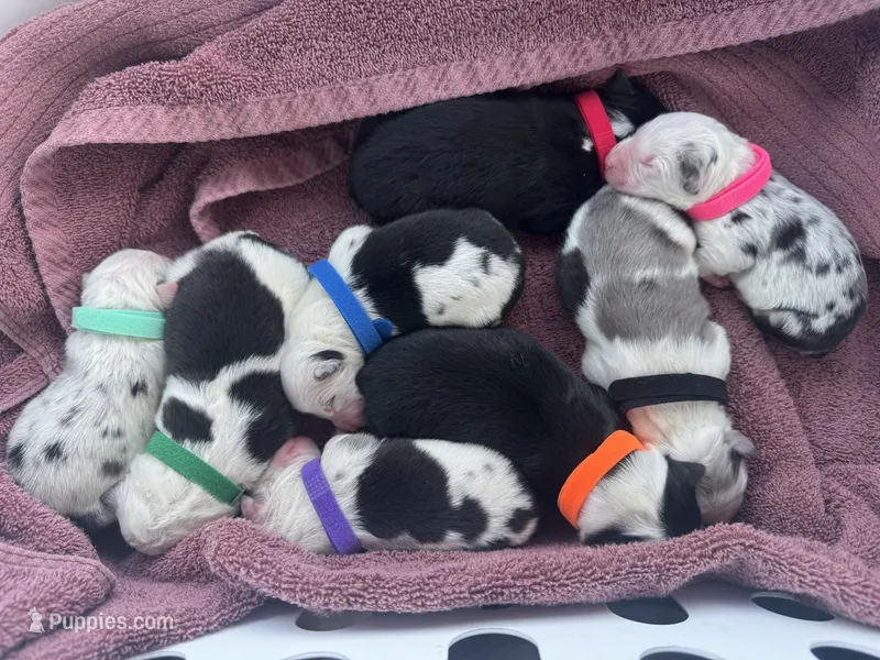 AKC Valentines litter
