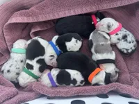 AKC Valentines litter, a male Australian Shepherd for sale in London, KY – Photo 1 of 5