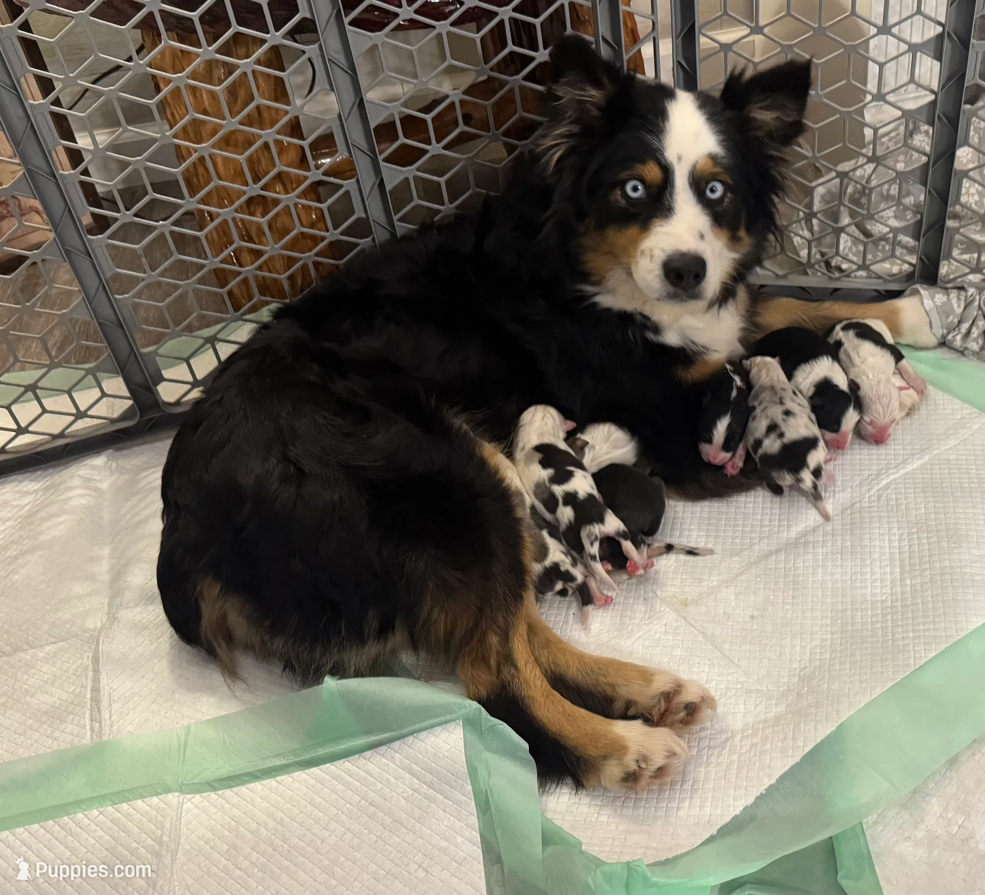 AKC Valentines litter, a male Australian Shepherd for sale in London, KY – Photo 3 of 5