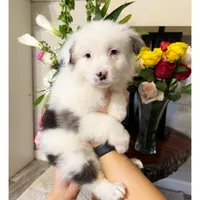 AKC- BoHannon, a female Australian Shepherd for sale in London, KY – Photo 1 of 6