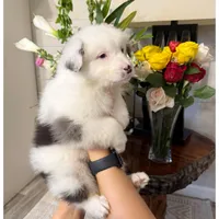BoHannon, a female Australian Shepherd for sale in London, KY – Photo 4 of 6