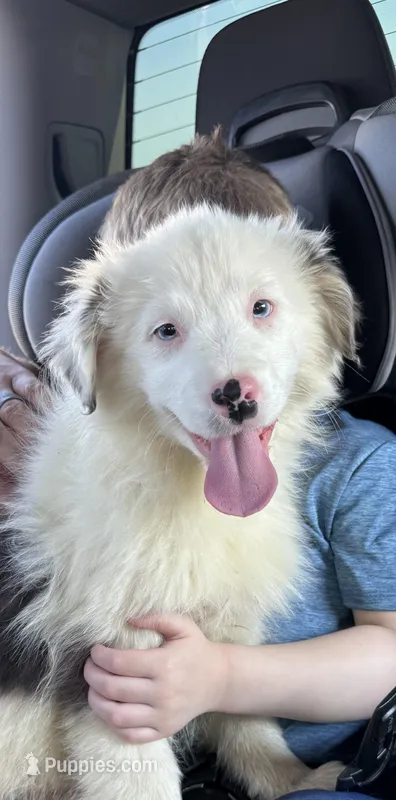 BoHannon – Australian Shepherd puppy for sale in London, KY