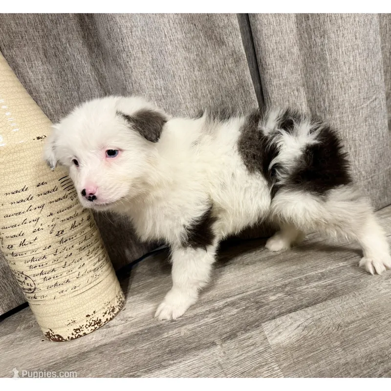 BoHannon – Australian Shepherd puppy for sale in London, KY