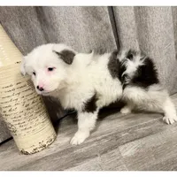 BoHannon, a female Australian Shepherd for sale in London, KY – Photo 1 of 6
