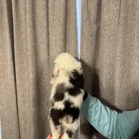 BoHannon, a female Australian Shepherd for sale in London, KY – Photo 3 of 6