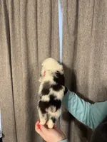 AKC- BoHannon, a female Australian Shepherd for sale in London, KY – Photo 4 of 6