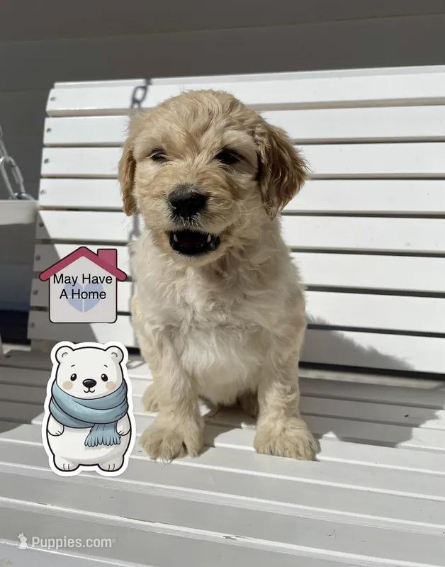 Polar Bear – Goldendoodle puppy on hold in Santa Fe, NM