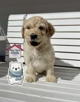 Polar Bear, a male Goldendoodle for sale in Santa Fe, NM – Photo 1 of 7