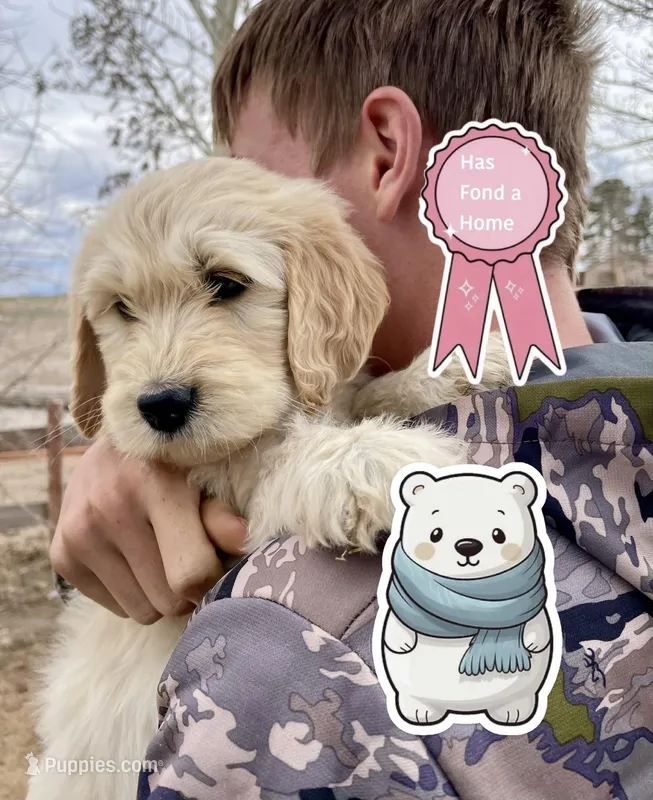 Polar Bear – Goldendoodle puppy on hold in Alamosa, CO