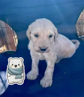 Polar Bear, a male Goldendoodle for sale in Santa Fe, NM – Photo 2 of 7