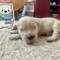 Polar Bear, a male Goldendoodle for sale in Santa Fe, NM – Photo 4 of 7