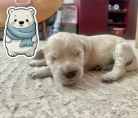 Polar Bear, a male Goldendoodle for sale in Alamosa East, CO – Photo 1 of 4