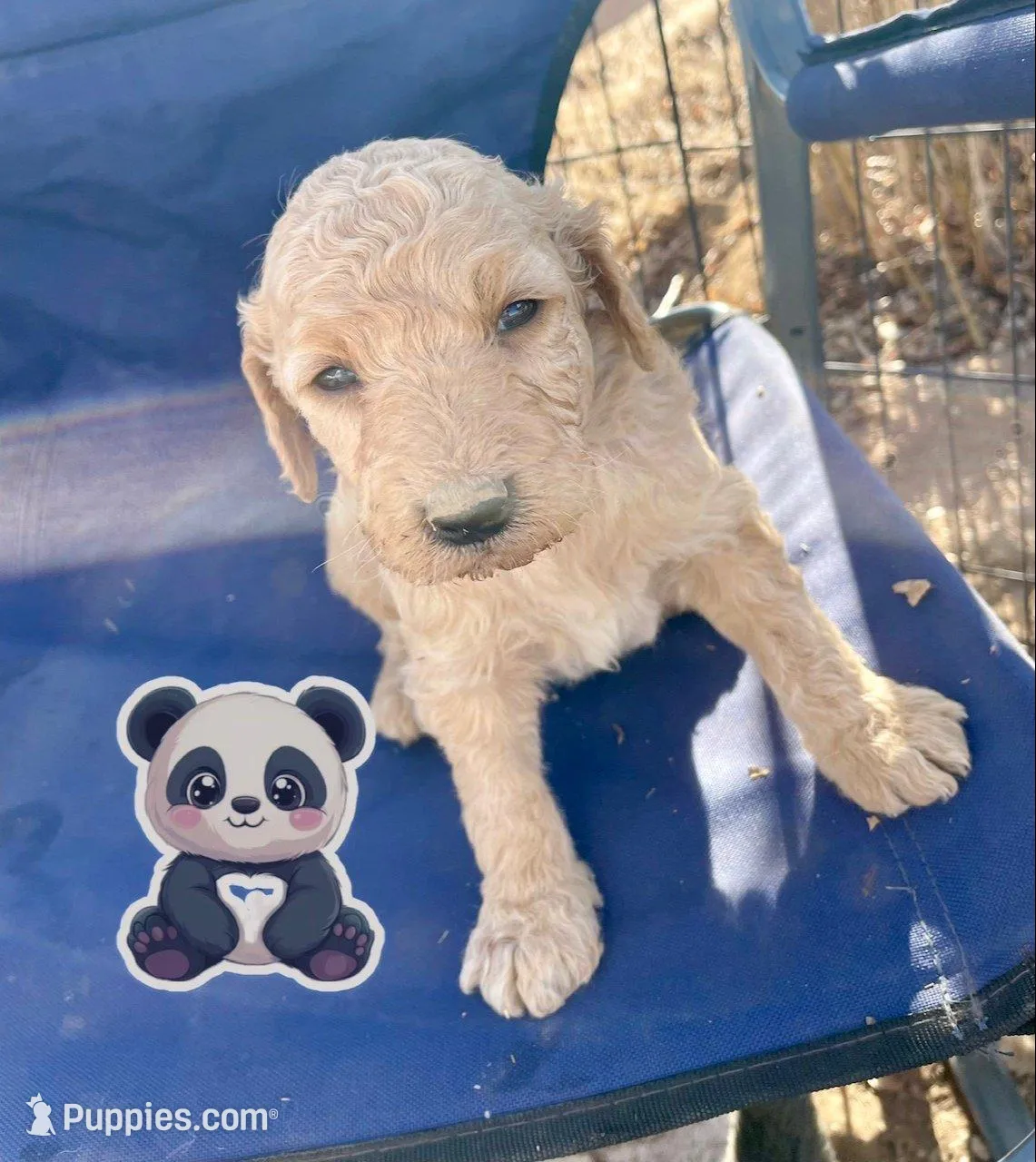 Panda – Goldendoodle puppy for sale in Santa Fe, NM
