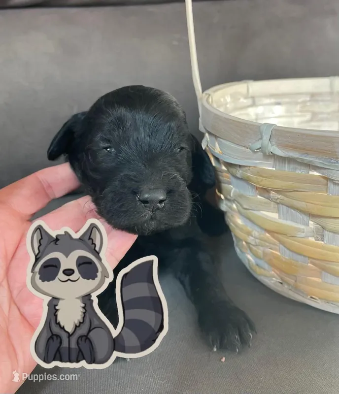 racoon – Goldendoodle puppy for sale in Pueblo, CO