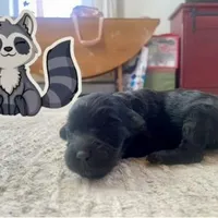 racoon, a female Goldendoodle for sale in Santa Fe, NM – Photo 3 of 6