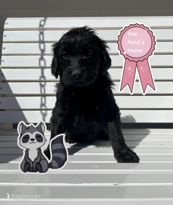 racoon – Goldendoodle puppy on hold in Santa Fe, NM
