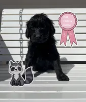 racoon, a female Goldendoodle for sale in Alamosa, CO – Photo 2 of 8