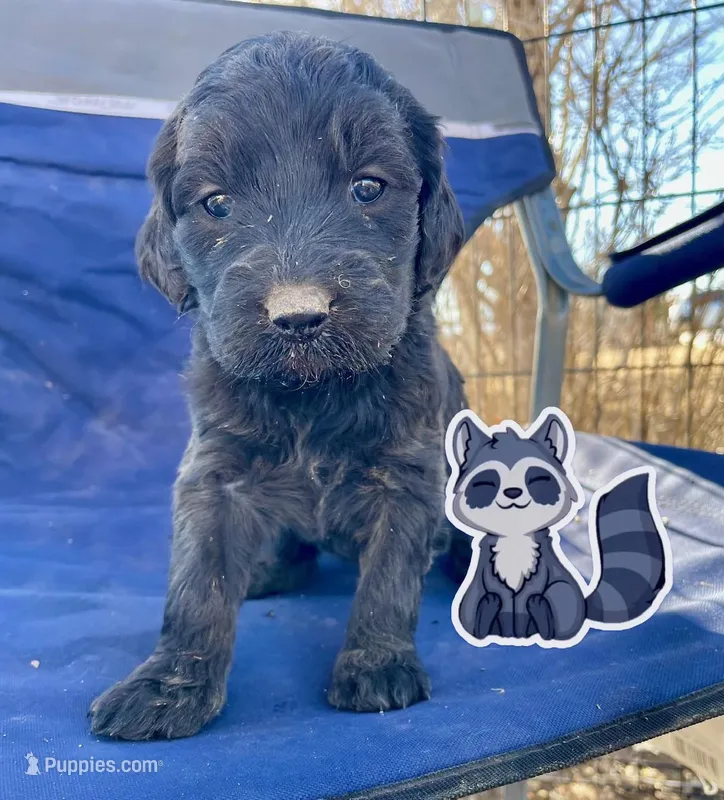 racoon – Goldendoodle puppy for sale in Santa Fe, NM
