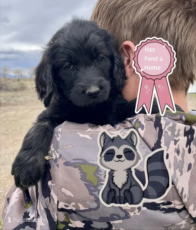 racoon – Goldendoodle puppy on hold in Alamosa, CO