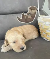 otter, a male Goldendoodle for sale in Santa Fe, NM – Photo 2 of 6