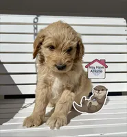 otter, a male Goldendoodle for sale in Alamosa, CO – Photo 2 of 8