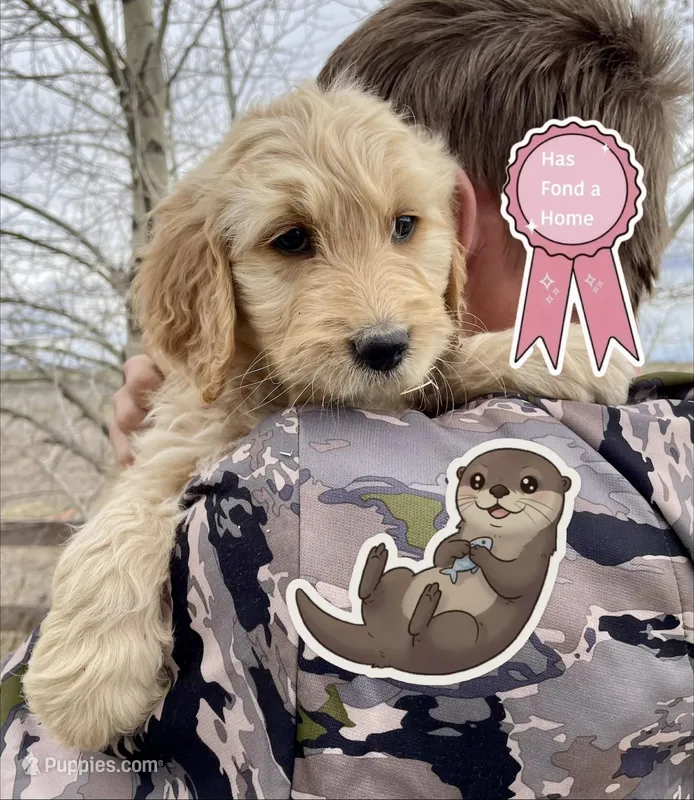 otter – Goldendoodle puppy on hold in Alamosa, CO