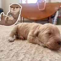 otter, a male Goldendoodle for sale in Santa Fe, NM – Photo 3 of 6
