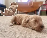 otter, a male Goldendoodle for sale in Alamosa East, CO – Photo 1 of 4