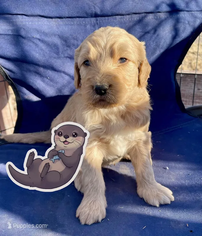 otter – Goldendoodle puppy for sale in Santa Fe, NM