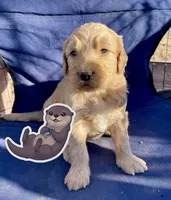 otter, a male Goldendoodle for sale in Santa Fe, NM – Photo 1 of 6