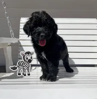 Zebra, a male Goldendoodle for sale in Alamosa, CO – Photo 2 of 8